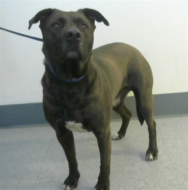 adoptable Dog in Big Bear City, CA named HILO