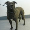 adoptable Dog in  named HILO