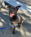 adoptable Dog in  named HILO