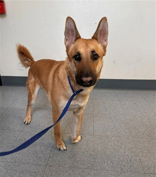 VLAD, an adoptable German Shepherd Dog in Big Bear City, CA