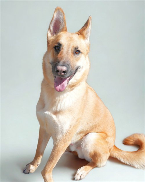 VLAD, an adoptable German Shepherd Dog in Big Bear City, CA