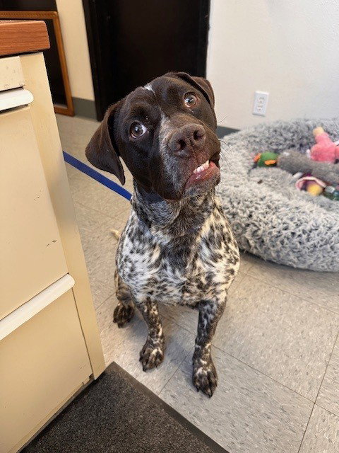 FLORA, an adoptable German Shorthaired Pointer in Big Bear City, CA