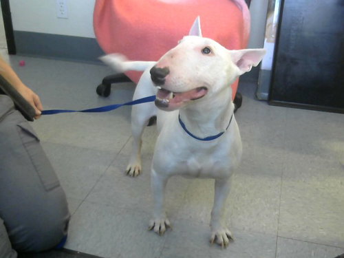 WHISPER, an adoptable Bull Terrier in Big Bear City, CA