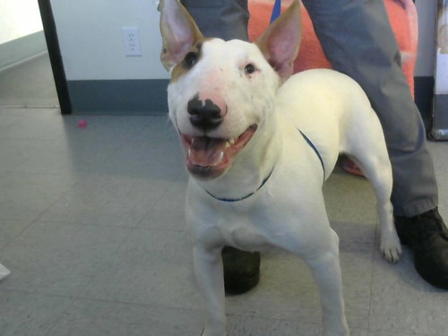 FRANKIE, an adoptable Bull Terrier in Big Bear City, CA