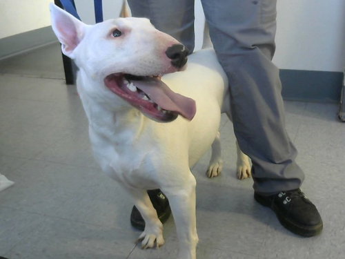 BETTY WHITE, an adoptable Bull Terrier in Big Bear City, CA