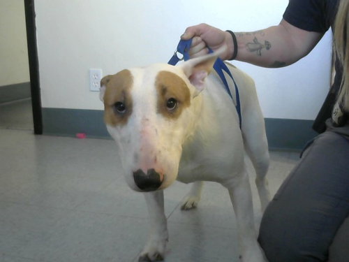 TANK, an adoptable Bull Terrier in Big Bear City, CA