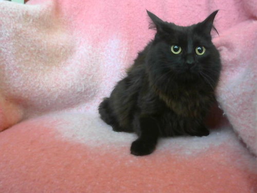 SMOKEY, an adoptable Domestic Long Hair in Big Bear City, CA