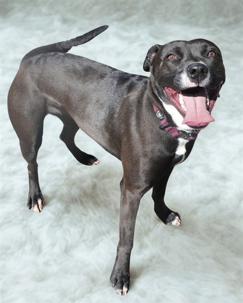 PHOENIX, an adoptable Labrador Retriever in Big Bear City, CA