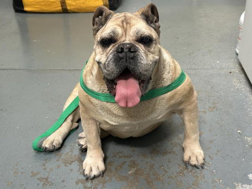 MAPLE, an adoptable Bulldog in Big Bear City, CA