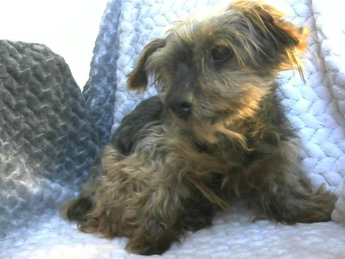 KIRBY, an adoptable Yorkshire Terrier Yorkie in Big Bear City, CA
