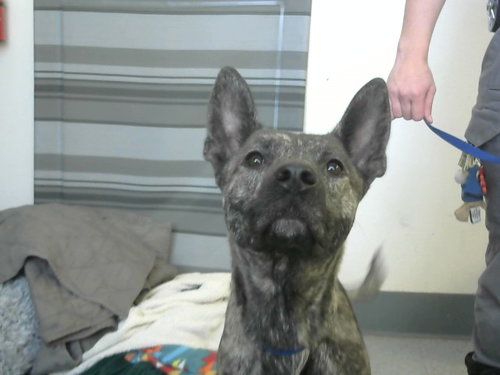 IZZY, an adoptable Belgian Shepherd Malinois in Big Bear City, CA