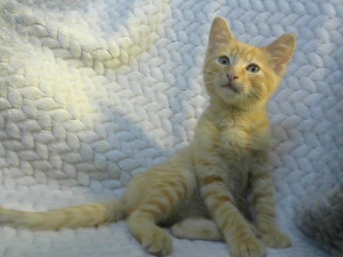 TIGGER