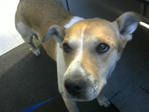 PENNY, an adoptable Pit Bull Terrier in Big Bear City, CA