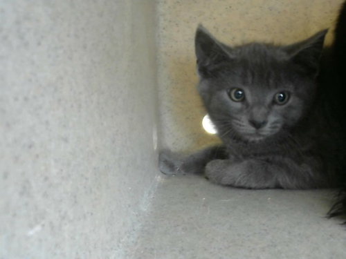 SMOKEY, an adoptable Domestic Short Hair in Big Bear City, CA
