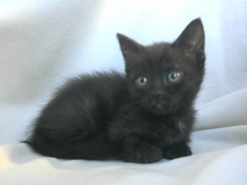 MIKEY, an adoptable Domestic Short Hair in Big Bear City, CA