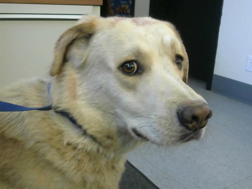 RESCUE ONLY MOONSHINE, an adoptable Labrador Retriever in Big Bear City, CA