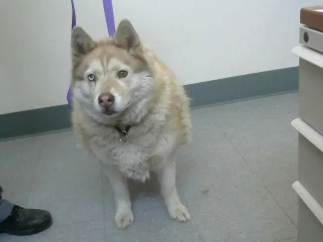 Med Waiver Kami - Siberian Husky
