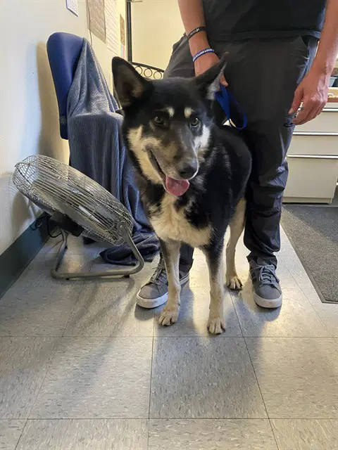 Brody - German Shepherd Dog