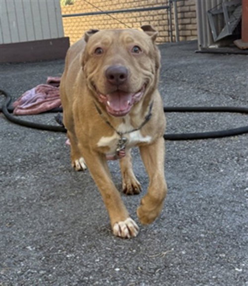 GUS, a dog for adoption from Big Bear Animal Shelter