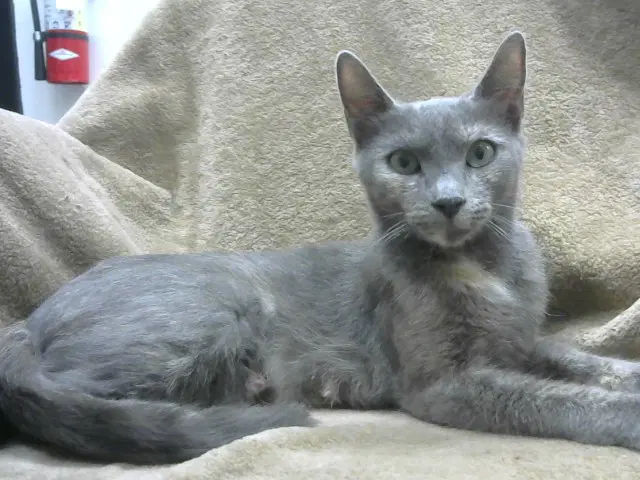 Mama Victoria - Domestic Short Hair