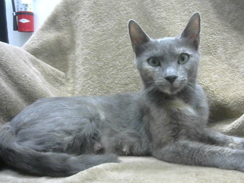 MAMA VICTORIA, a cat for adoption from Big Bear Animal Shelter
