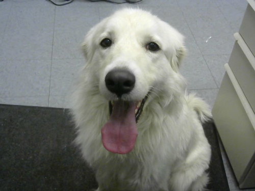 IVORY, a dog for adoption from Big Bear Animal Shelter