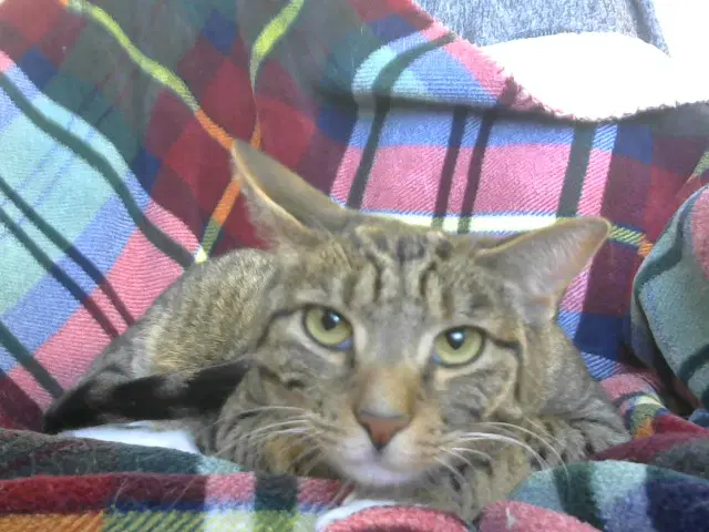 Bella - Domestic Short Hair
