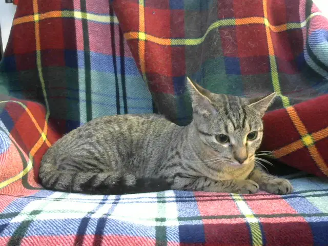 Rachel - Domestic Short Hair