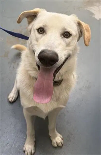 Jordi - Labrador Retriever