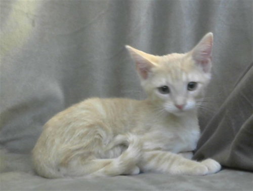 Elizabeth, Domestic Short Hair (medium coat)