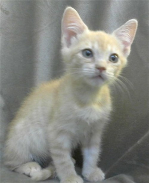 Vivian, Domestic Short Hair (medium coat)