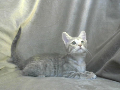 Alexandra, Domestic Short Hair (medium coat)
