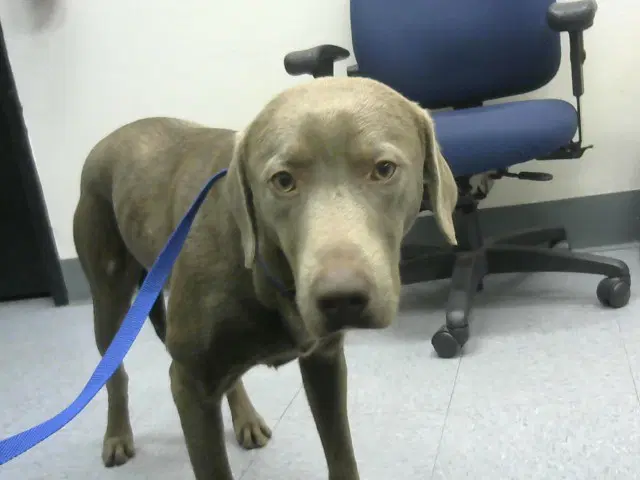 Koi - Weimaraner