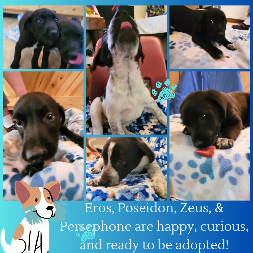 Percephony Rescued Dog for Adoption - Persephone, a Labrador Retriever in Creede, CO ...