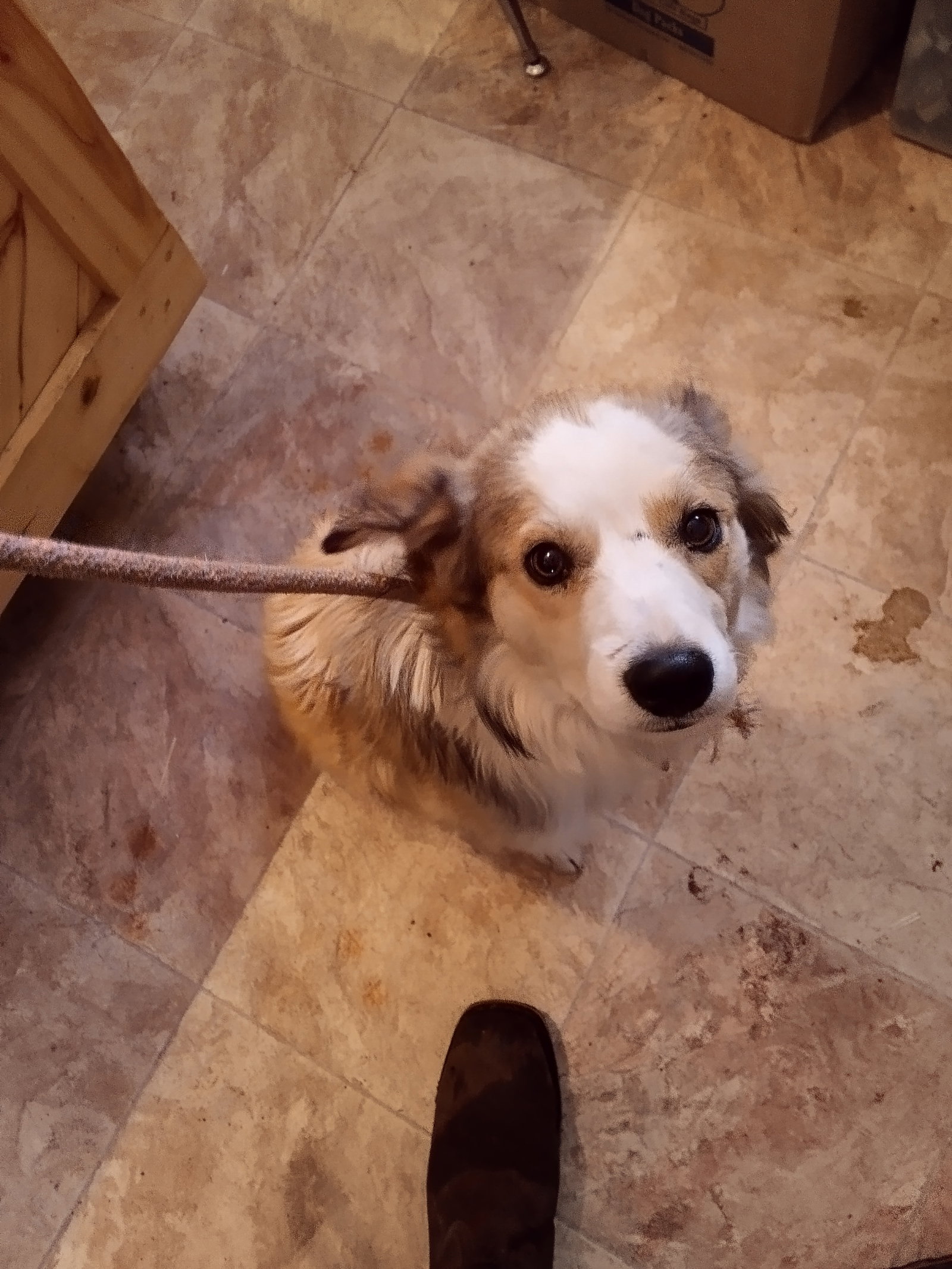 Dog for Adoption Conner, a Australian Shepherd in Alamosa, CO Alpha Paw