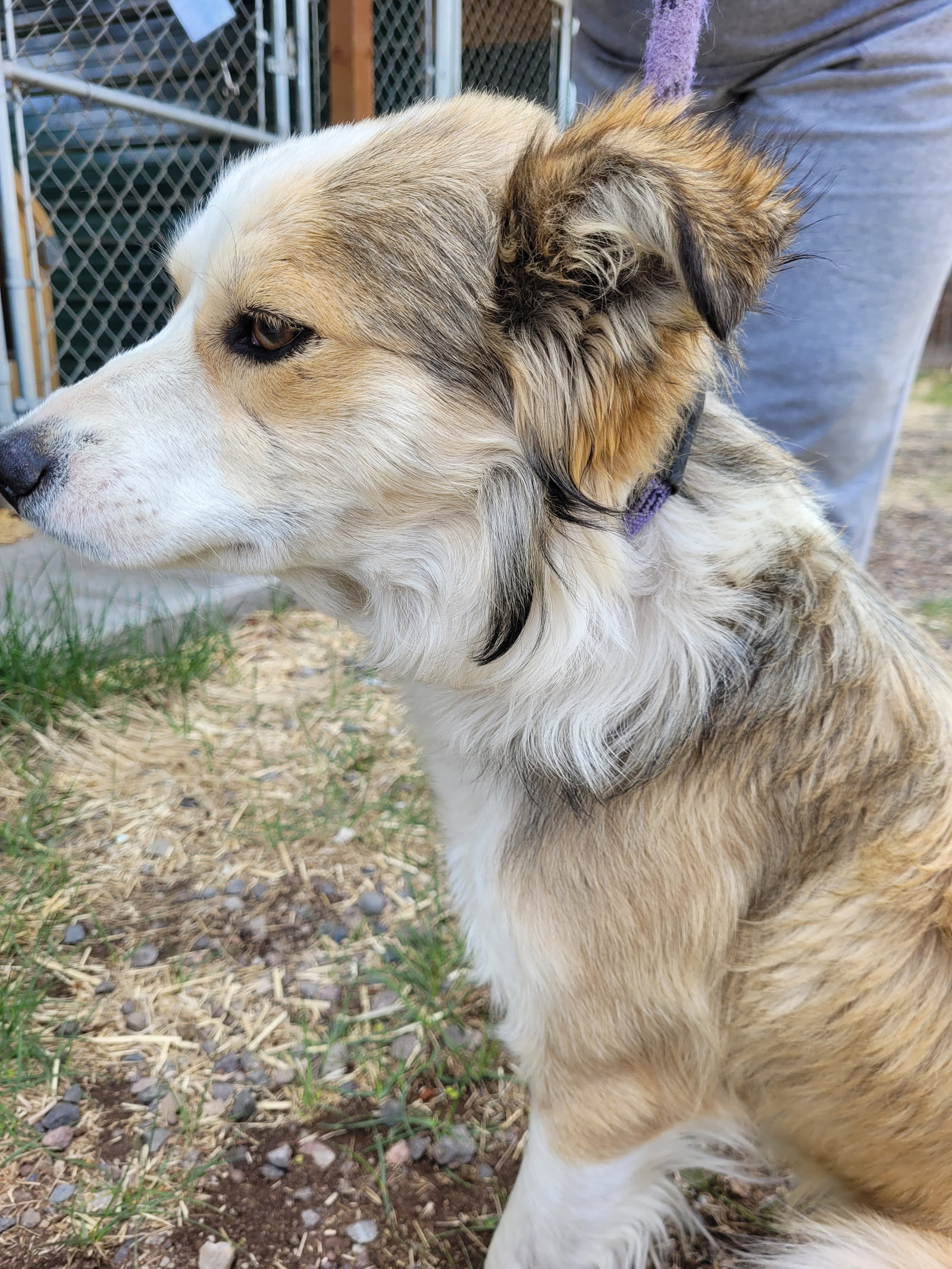 Dog for Adoption Conner, a Australian Shepherd in Alamosa, CO Alpha Paw