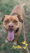 adoptable Dog in  named Apollo