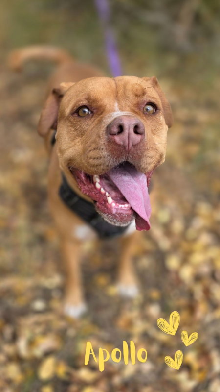 picture of the dog needing adoption