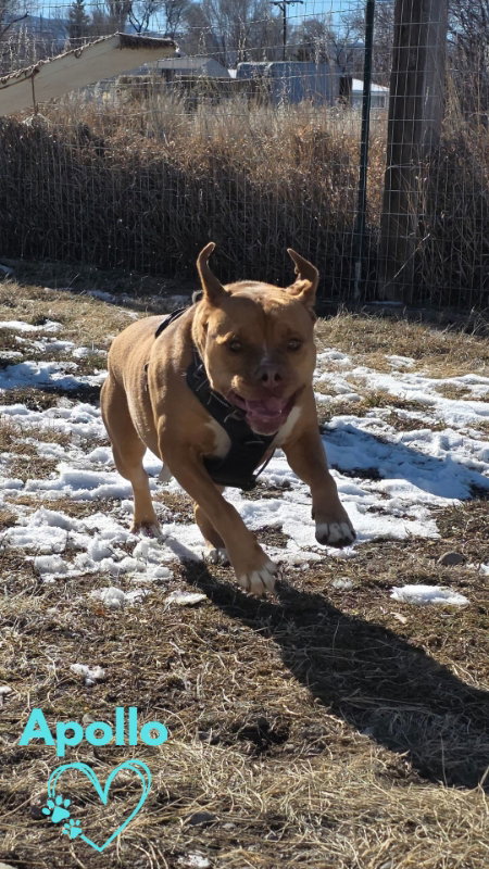 picture of the dog needing adoption