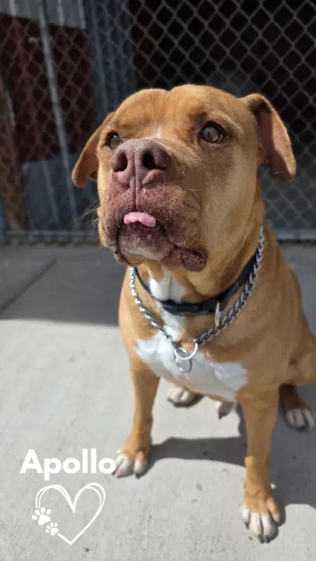 Apollo - American Staffordshire Terrier