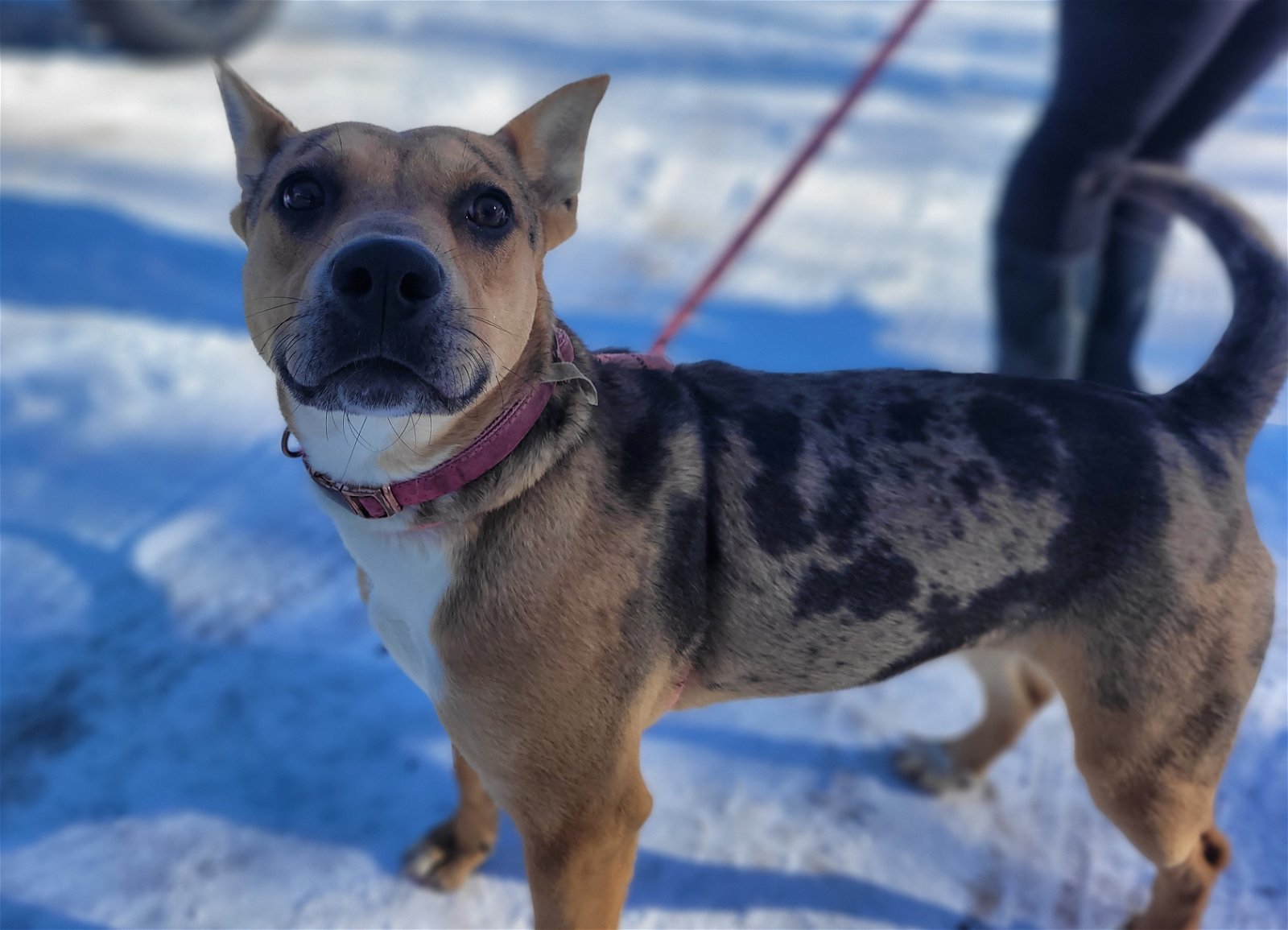 adoptable Dog in Monte Vista, CO named Louise