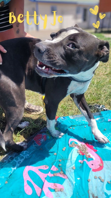 adoptable Dog in Saguache, CO named Betty