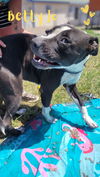 adoptable Dog in  named Betty