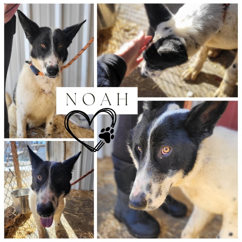 adoptable Dog in Monte Vista, CO named Noah