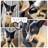 adoptable Dog in , CO named Noah