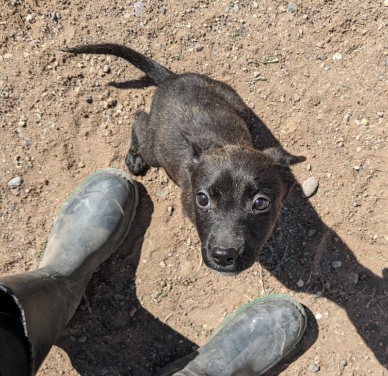 adoptable Dog in Monte Vista, CO named Poppy
