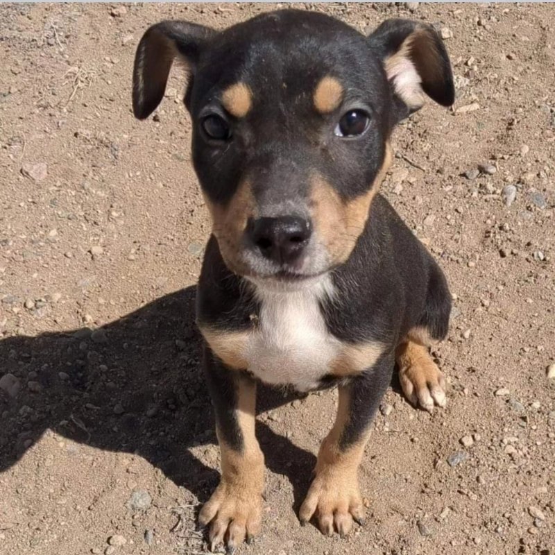 adoptable Dog in Monte Vista, CO named Narcissus
