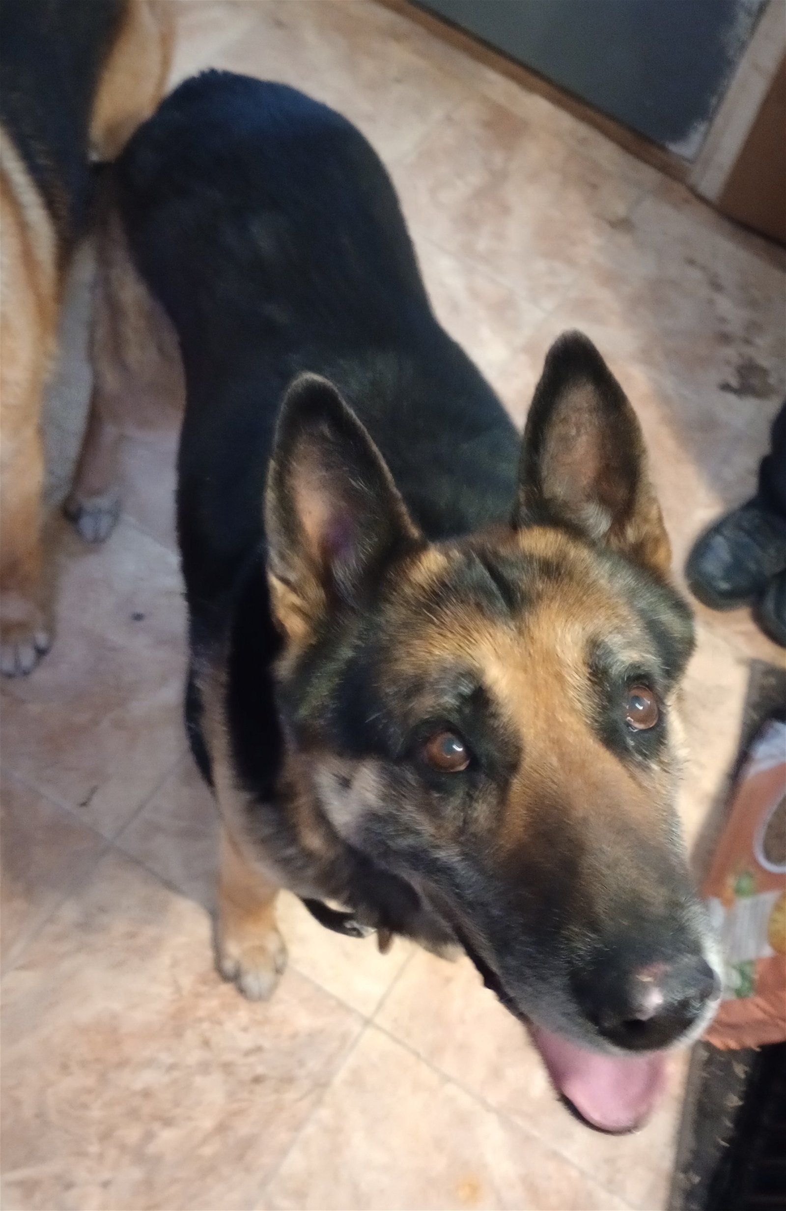 adoptable Dog in Monte Vista, CO named Rocko