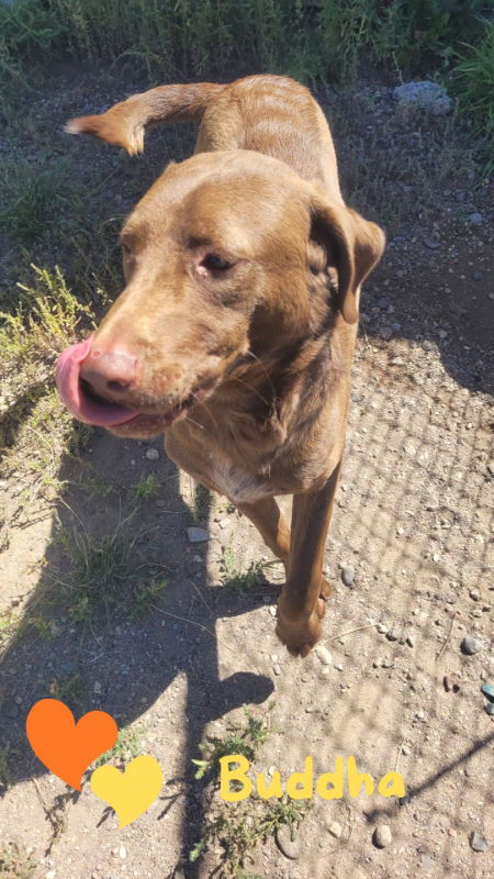 adoptable Dog in Monte Vista, CO named Buddah