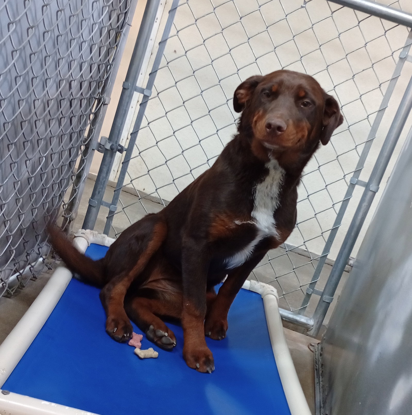 Dog for Adoption Cookie, a Rottweiler in Alamosa, CO Alpha Paw
